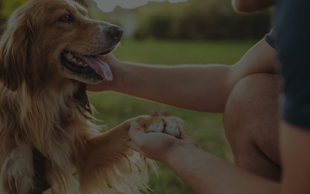 Best Dog Training In Bozeman