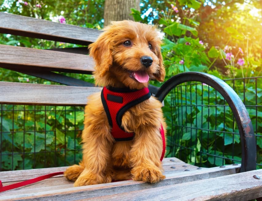 Big Sky Dog Training