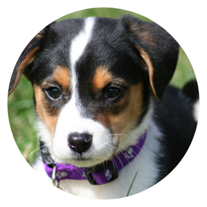 Board And Train Bozeman