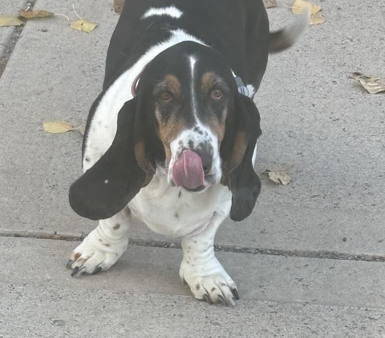 Bozeman Dog Training Images 11 1 2025 01