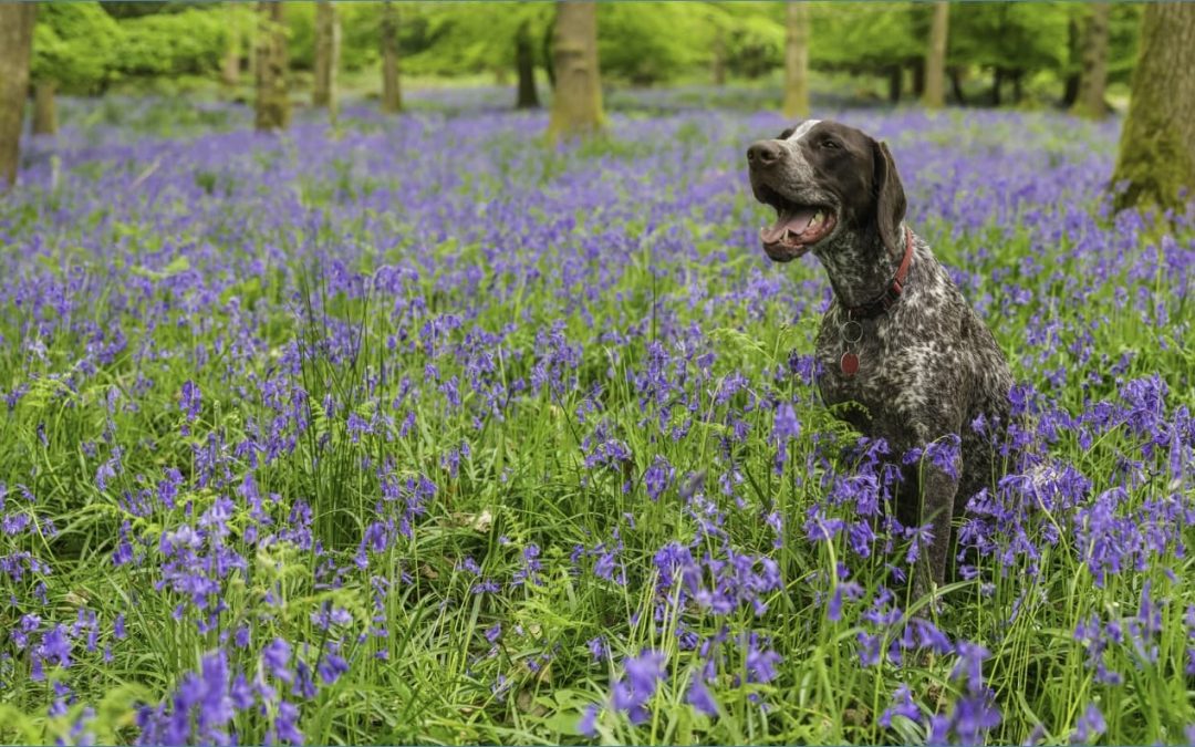 Dog Training Montana