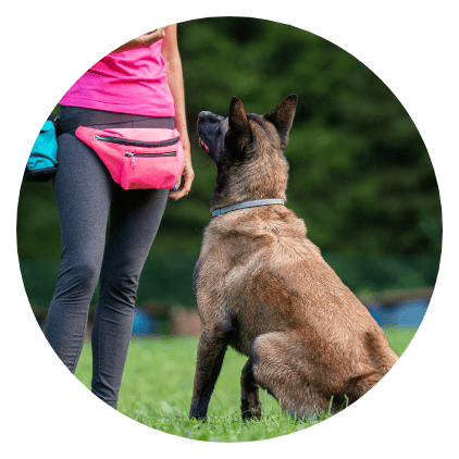 Dog Training Bozeman Mt Mid Circle Dog Training