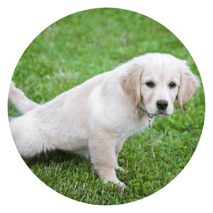 Dog Training Bozeman Mt Mid Circle Potty Training