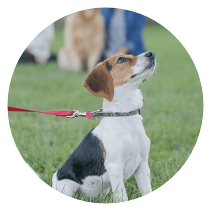 Dog Training Bozeman Mt Mid Circle Puppy Training