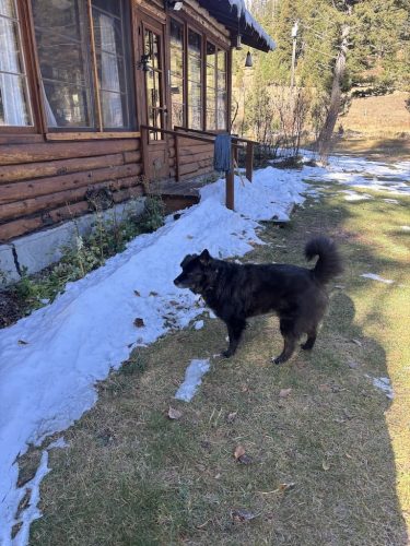 Bozeman Dog Training Images 10 24 2025 1