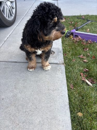 Bozeman Dog Training Images 10 24 2025 2