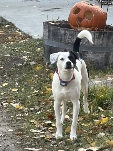 Bozeman Dog Training Images 10 24 2025 3