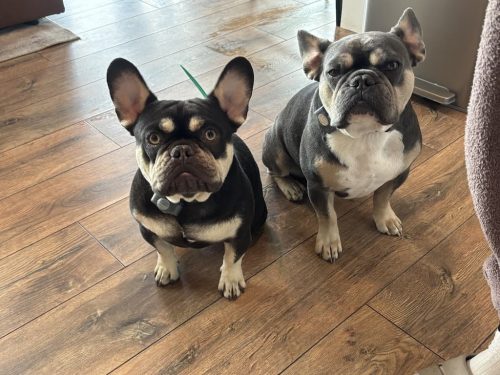 Bozeman Dog Training Images 10 24 2025 4