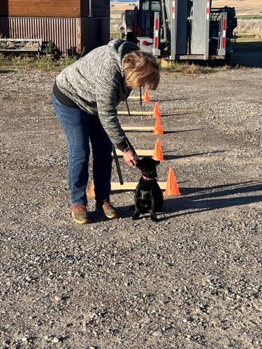 Bozeman Dog Training Images 10 24 2025 5