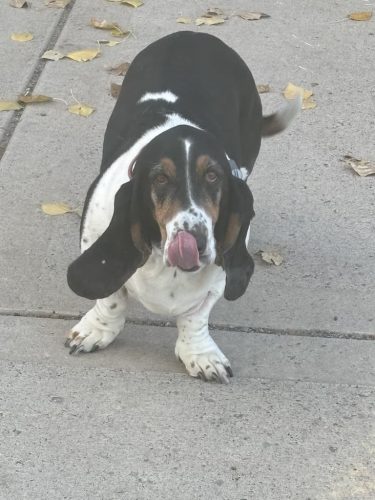 Bozeman Dog Training Images 11 1 2025 01