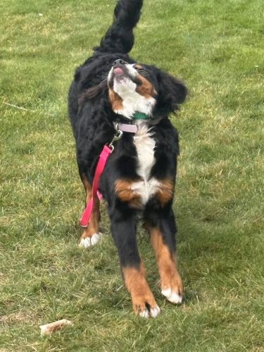 Bozeman-dog-training-images-10-10-2025-1