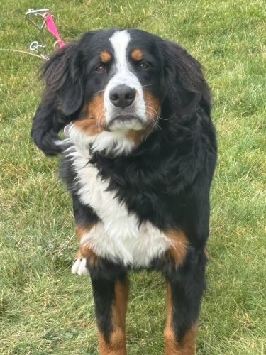 Bozeman-dog-training-images-10-10-2025-2