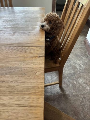 Bozeman-dog-training-images-10-10-2025-3