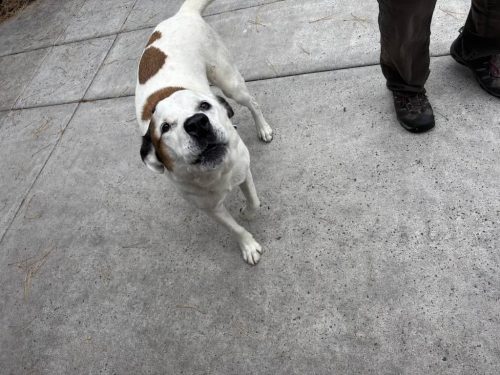 Bozeman-dog-training-images-10-10-2025-4