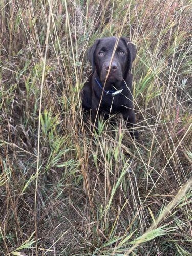 Bozeman-dog-training-images-10-10-2025-5