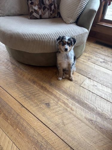 Bozeman-dog-training-images-10-17-2025-1