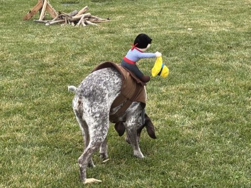 Bozeman-dog-training-images-10-3-2025-2