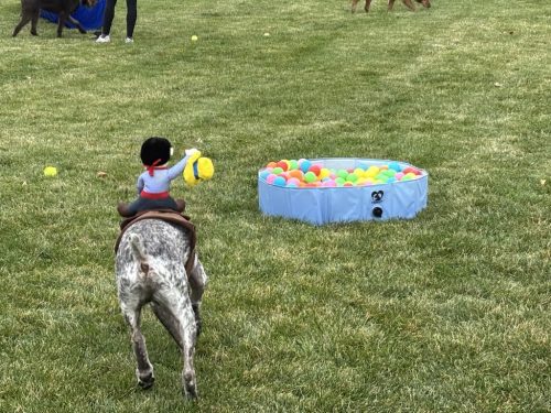 Bozeman-dog-training-images-10-3-2025-3