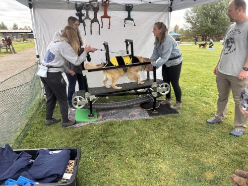 Bozeman-dog-training-images-10-3-2025-5