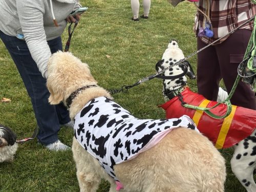 Bozeman-dog-training-images-10-3-2025-6