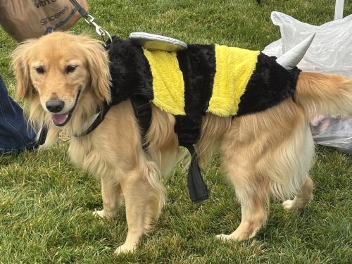 Bozeman-dog-training-images-10-3-2025-8