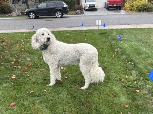 Bozeman-dog-training-images-10-3-2025-9