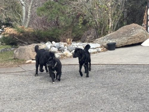 Bozeman-dog-training-images-11-10-2025-1