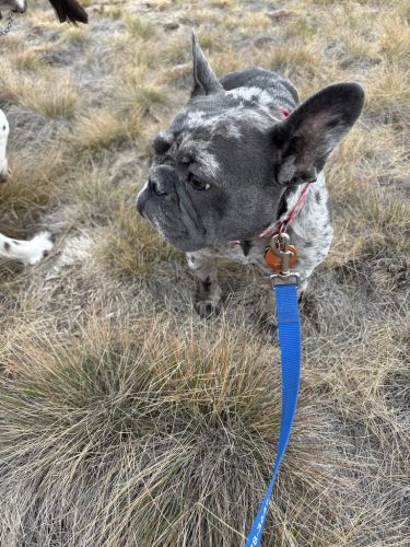 Bozeman-dog-training-images-11-10-2025-3