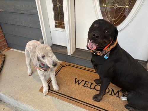 Bozeman-dog-training-images-11-10-2025-4