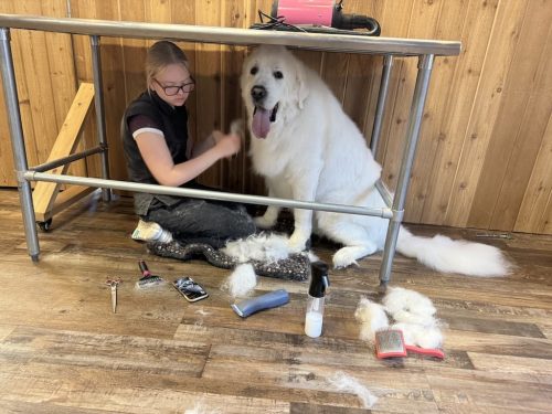 Bozeman-dog-training-images-11-10-2025-5