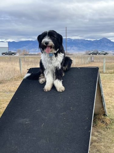 Bozeman-dog-training-images-11-17-2025-01
