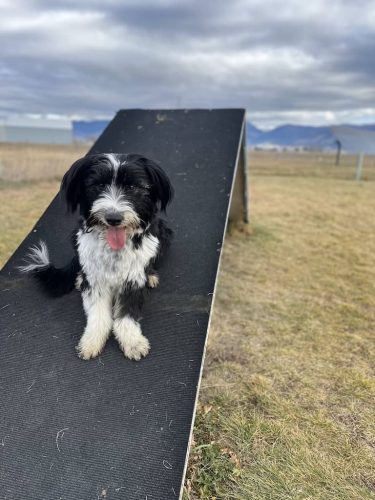 Bozeman-dog-training-images-11-17-2025-02