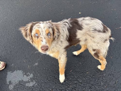 Bozeman-dog-training-images-11-17-2025-04