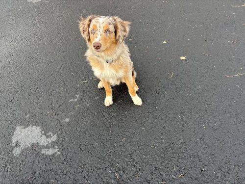 Bozeman-dog-training-images-11-17-2025-05