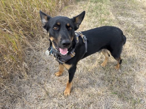 Dog-training-bozeman-mt-8-18-2025-1