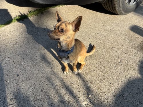 Dog-training-bozeman-mt-8-18-2025-2