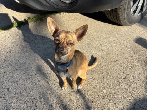 Dog-training-bozeman-mt-8-18-2025-3