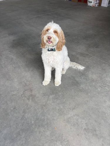 Dog-training-bozeman-mt-9-1-2025-2