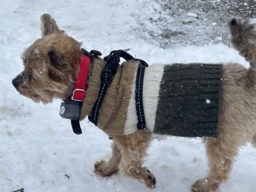 dog-training-bozeman-mt-12-15-2025-2