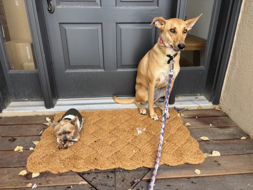 dog-training-bozeman-mt-12-15-2025-3