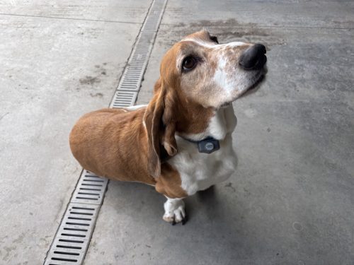 dog-training-bozeman-mt-12-15-2025-4