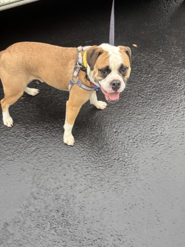 dog-training-bozeman-mt-12-15-2025-5